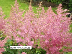 Astilbe