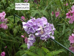 Garden Phlox