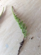 Horse Tail