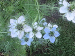 Love-in-a-Mist