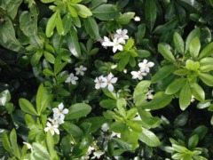 Mexican Orange Blossom