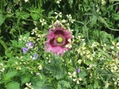 Oriental Poppy