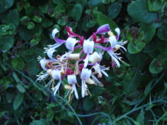 Honeysuckle