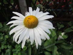 Oxeye Daisy