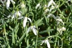 Snowdrops