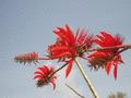 Pride of Barbados