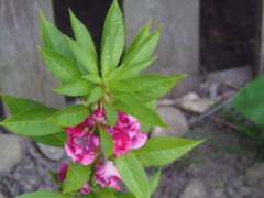 Impatiens Balsamina - unknown