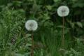 Smooth Hawksbeard