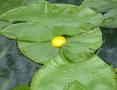 Yellow Water-lily