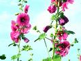 Hollyhock