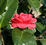 Japanese Camellia