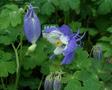 Aquilegia Blue and White - Spring Magic Blue and White