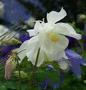 Aquilegia White - Spring Magic White